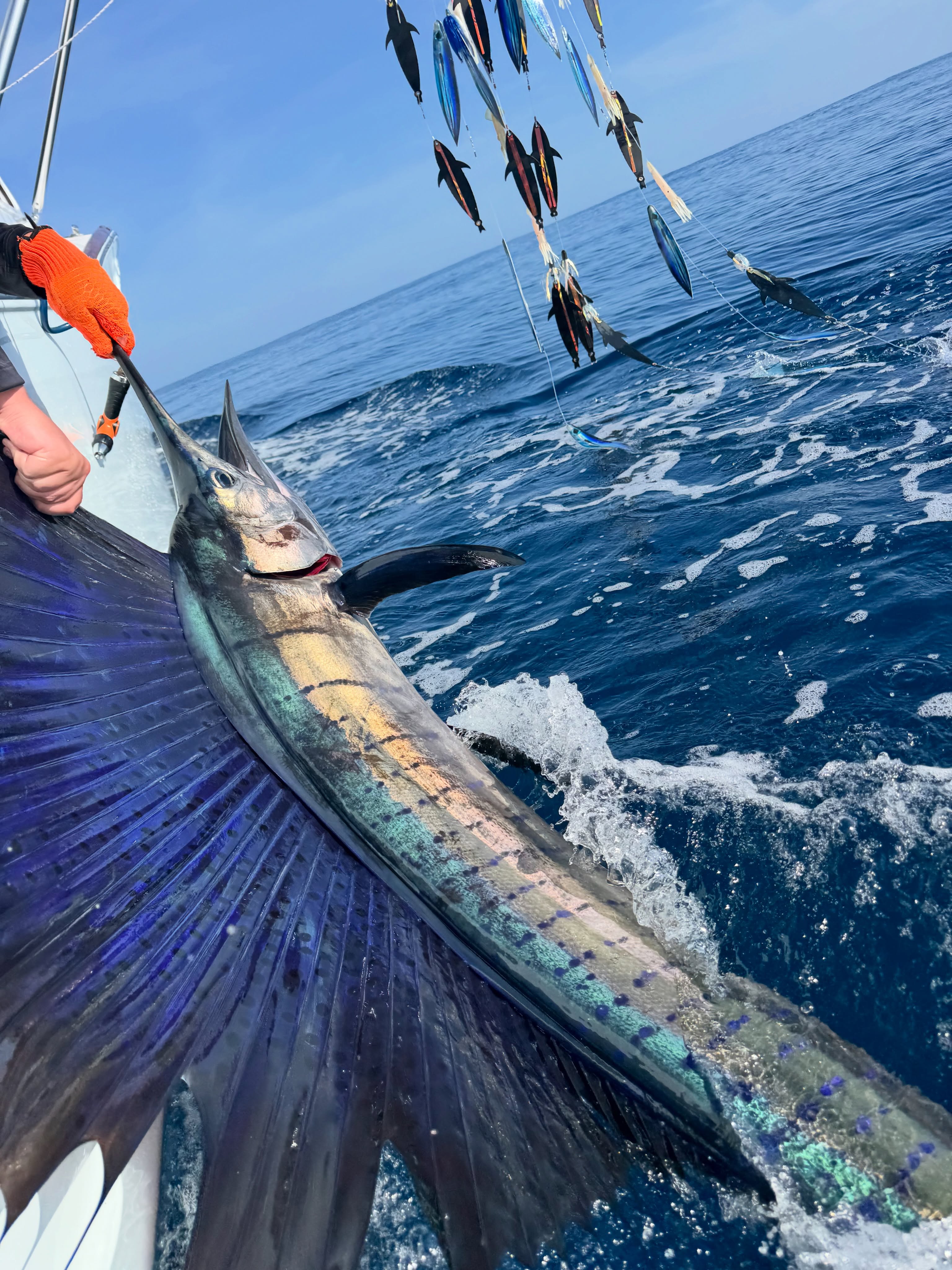 Pacific sailfish beside Tiger Fly